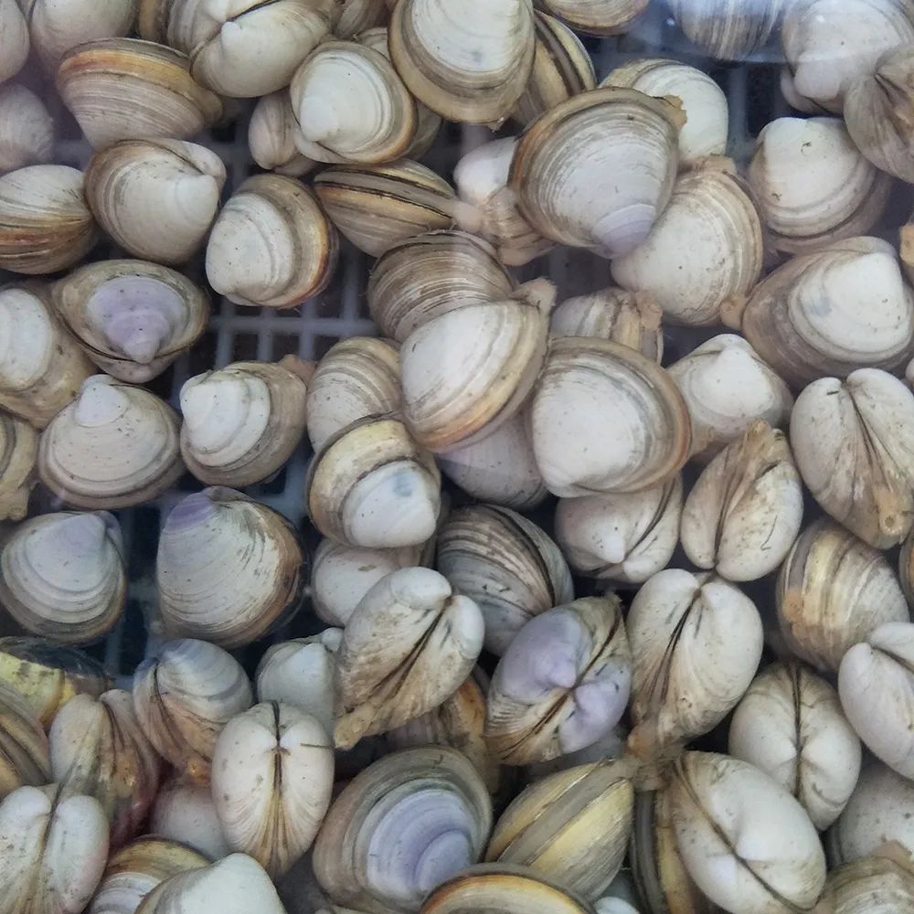 蛤蜊蚶子蛏子区别,蛏子海螺牡蛎蛤蜊