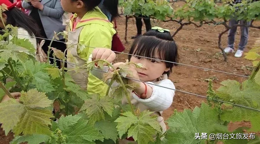 张裕卡斯特酒庄研学,探秘研学活动