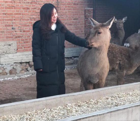 梅花鹿王娇,梅花鹿王娇简历