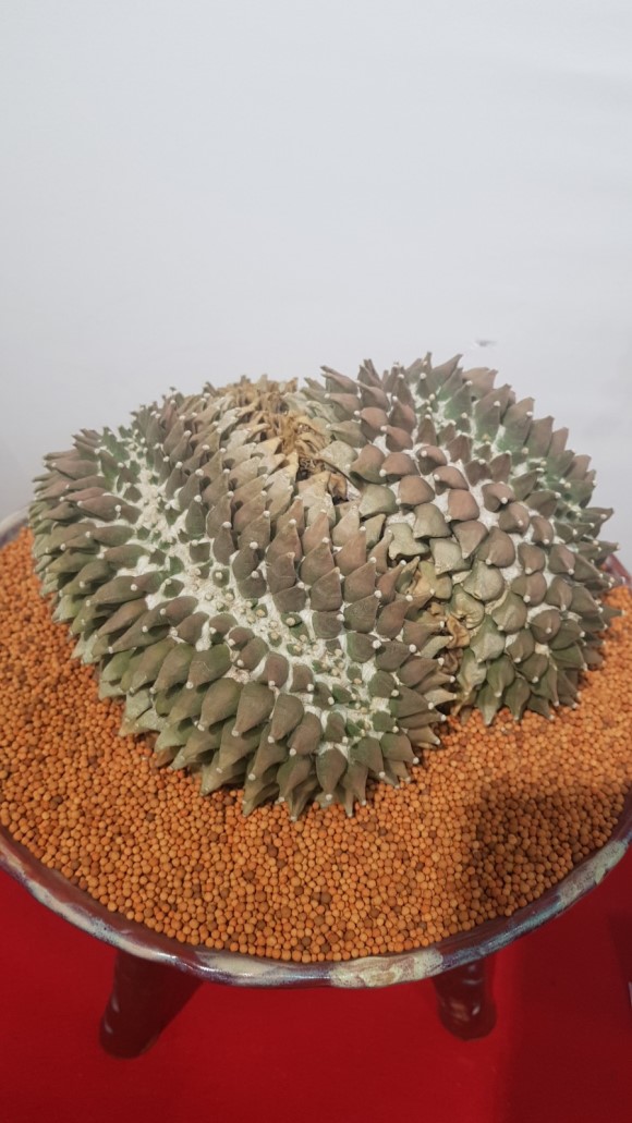 多肉欣赏韩国多肉,多肉欣赏秀妍