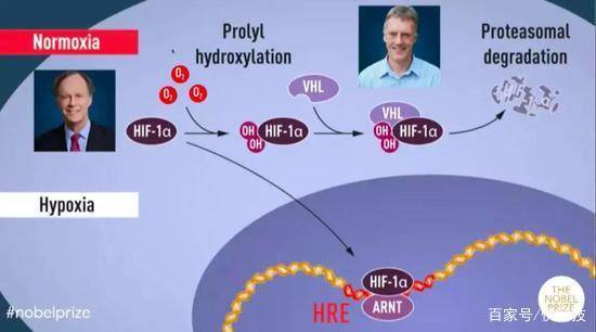 治疗肾性贫血的特效药是什么,肾性贫血新药