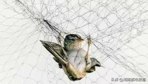 常见的杀猪盘诈骗通常以什么手法,听过杀猪盘吗