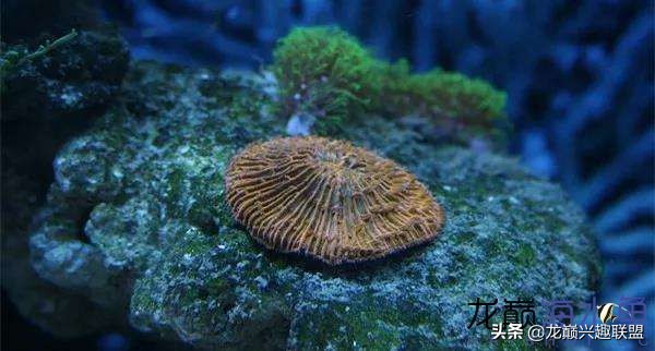 看完别笑,都陪我哭!新人下海开缸的血泪史