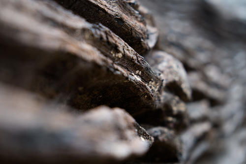 埋藏在地里千年阴沉木,农村里的宝藏植物