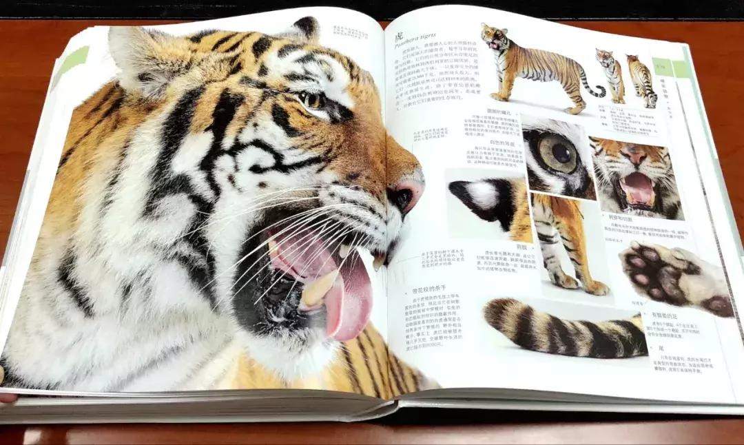 被封神的DK儿童科普书籍，到底哪些值得读？建议家长入手前看这篇