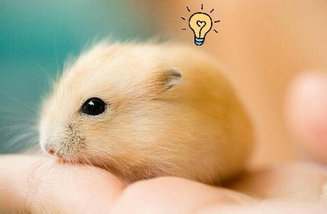 仓鼠饲养八大禁忌仓鼠吃什么蔬菜,仓鼠饲养八大禁忌仓鼠能活多久