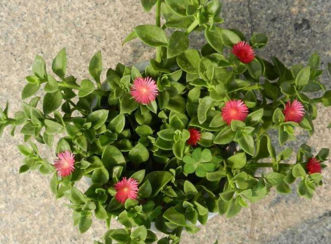 口红植物怎么养,口红花盆栽养殖方法