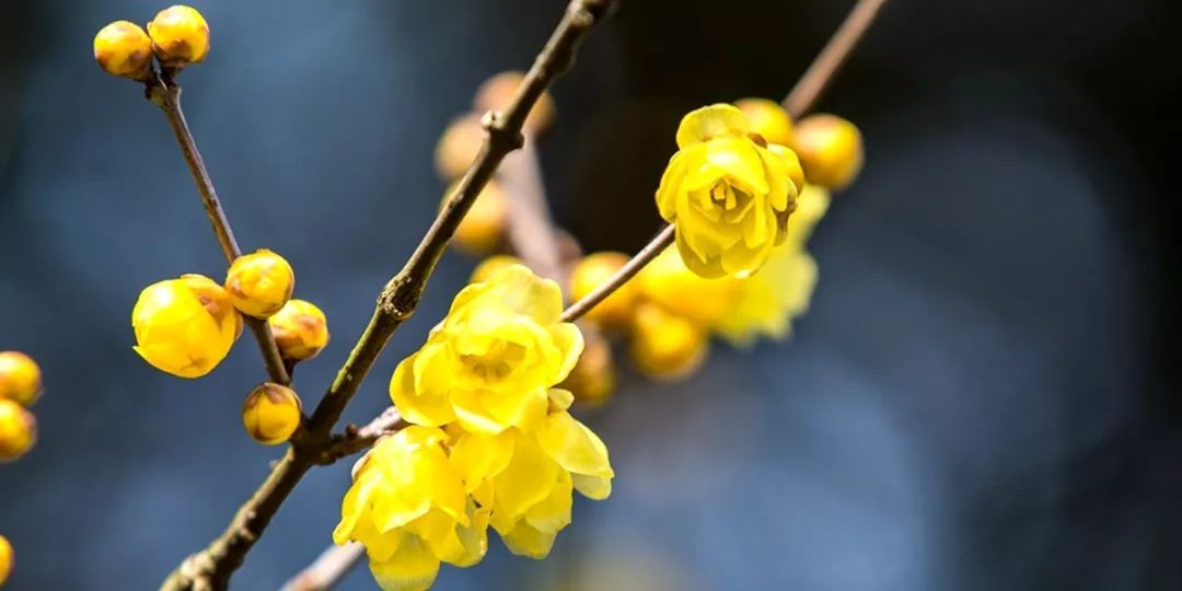 如何养腊梅,养好腊梅