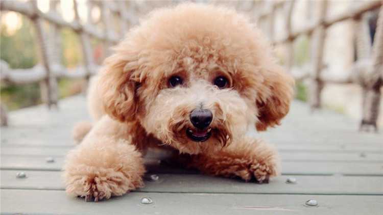 你不知道的狗都有哪些,泰迪狗狗来月经怎么护理