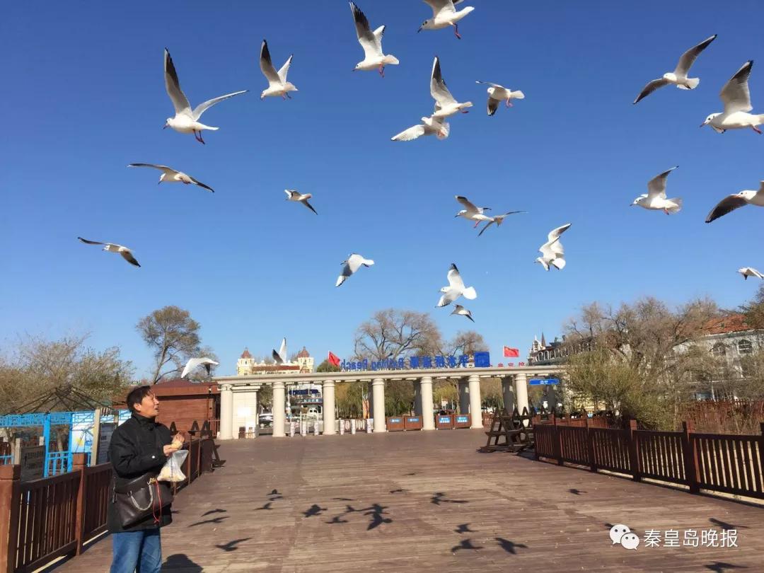 新秦皇岛人系列报道之异地养老者鲍真龙：鸥鸟相伴，乐享闲适生活