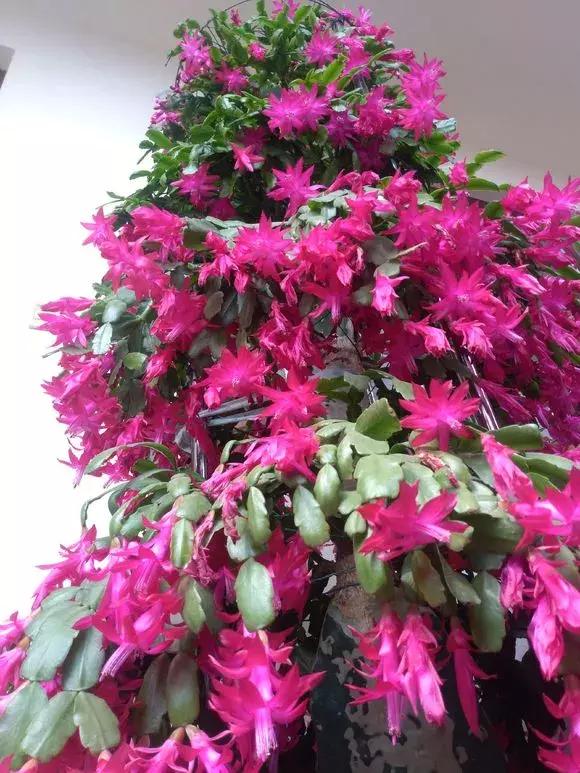 这6种花给点水就爆盆懒人必备,插枝最好养的四种花