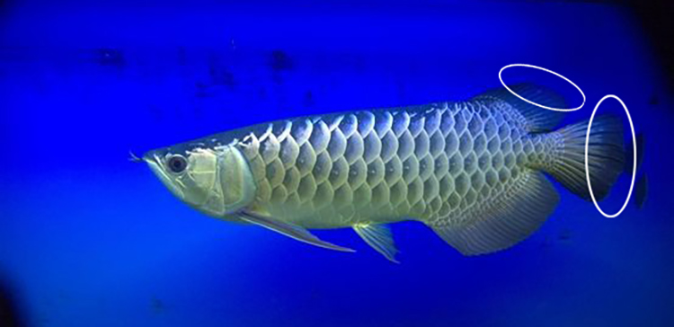 龙鱼幼鱼期怎么分辨金龙还是红龙,20公分龙鱼怎么区分金龙红龙