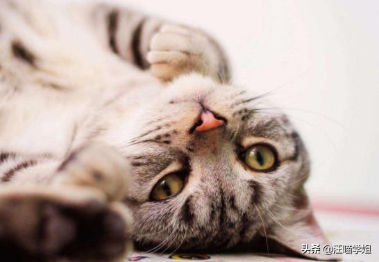 猫咪呕吐导致叠肠,猫咪频繁呕吐应该如何治疗