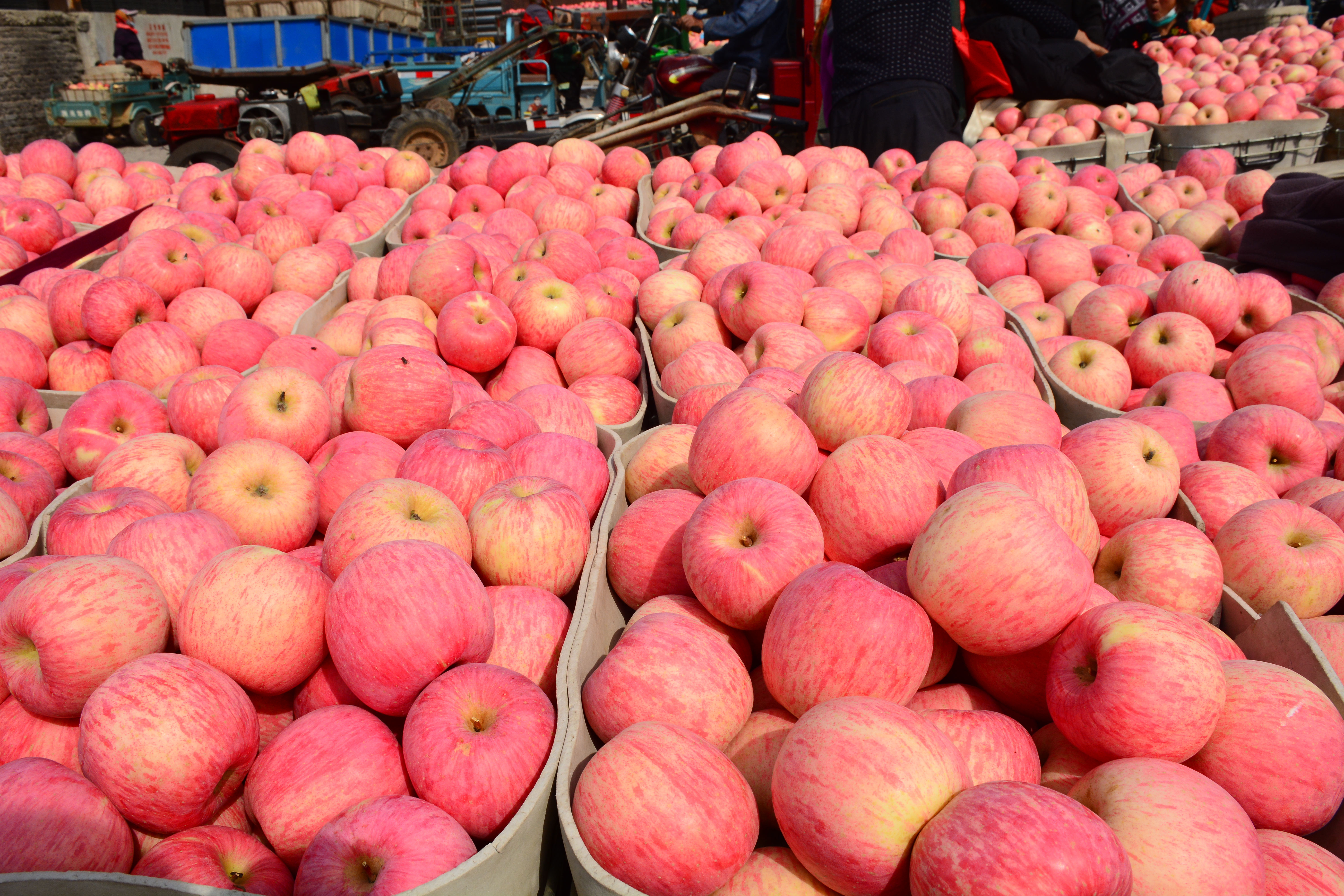 烟台苹果价格分析表,烟台蓬莱苹果价格表