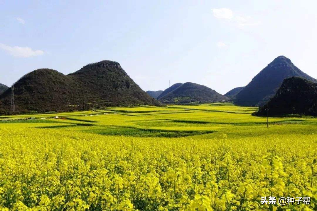 油菜花漂亮的地方,油菜花风景去哪看