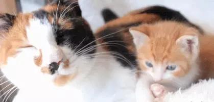 小橘猫追上去被打,小橘猫被吓到