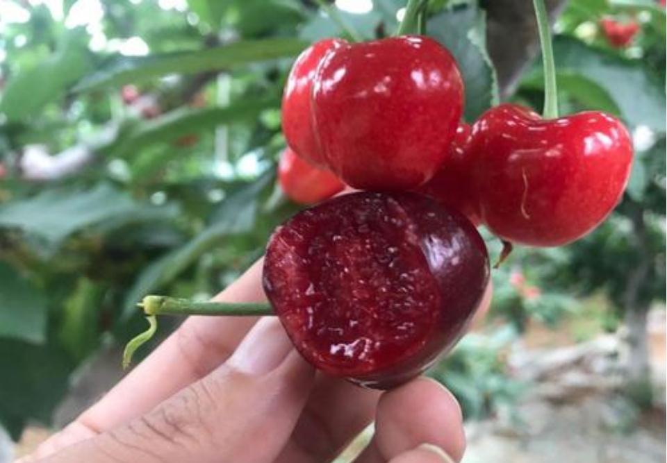 樱桃树上有喜鹊怎么办,樱桃树出现鸟害怎么办