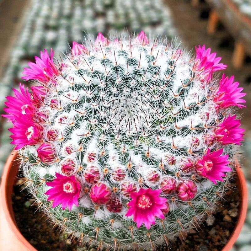 仙人球开花多盆栽品种大全,仙人球会开花还特别漂亮