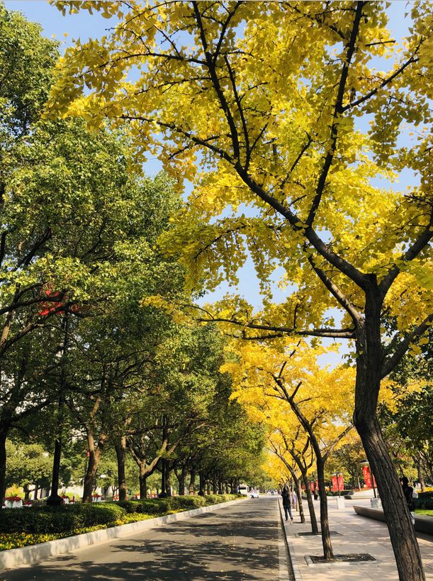 上海银杏叶打卡的地方,上海周边哪里有银杏叶