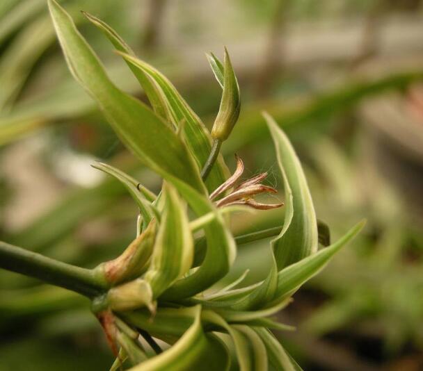 金心吊兰叶片黑心怎么回事,吊兰黑根怎样处理