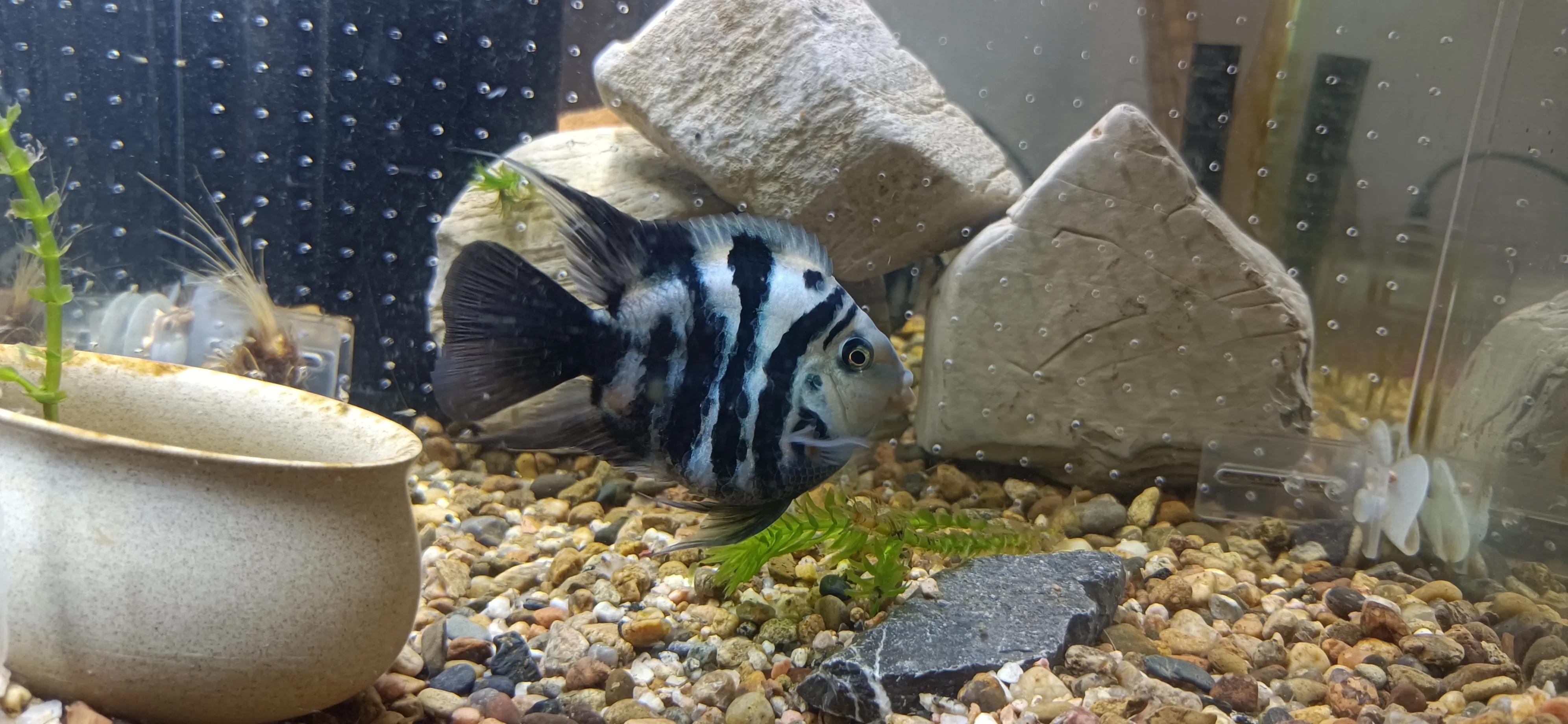 鹦鹉鱼可以跟迷你鹦鹉鱼一起养吗,迷你鹦鹉鱼会吃别的鹦鹉鱼小鱼吗