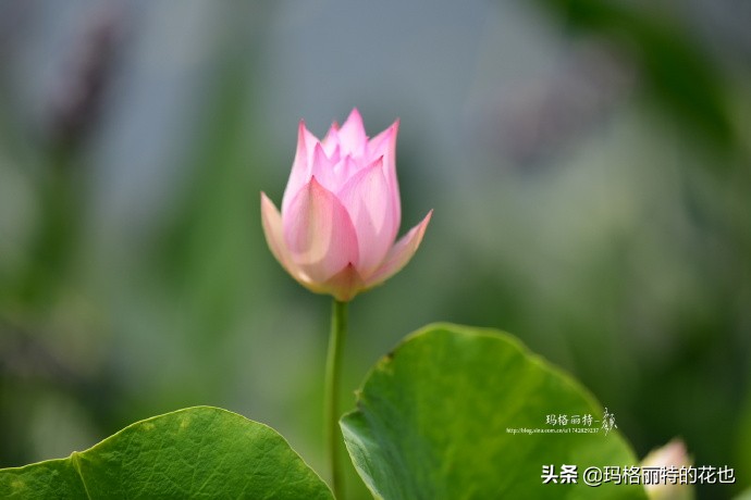 碗莲种子种植步骤及注意事项,碗莲种植方法超简单的快来看看吧