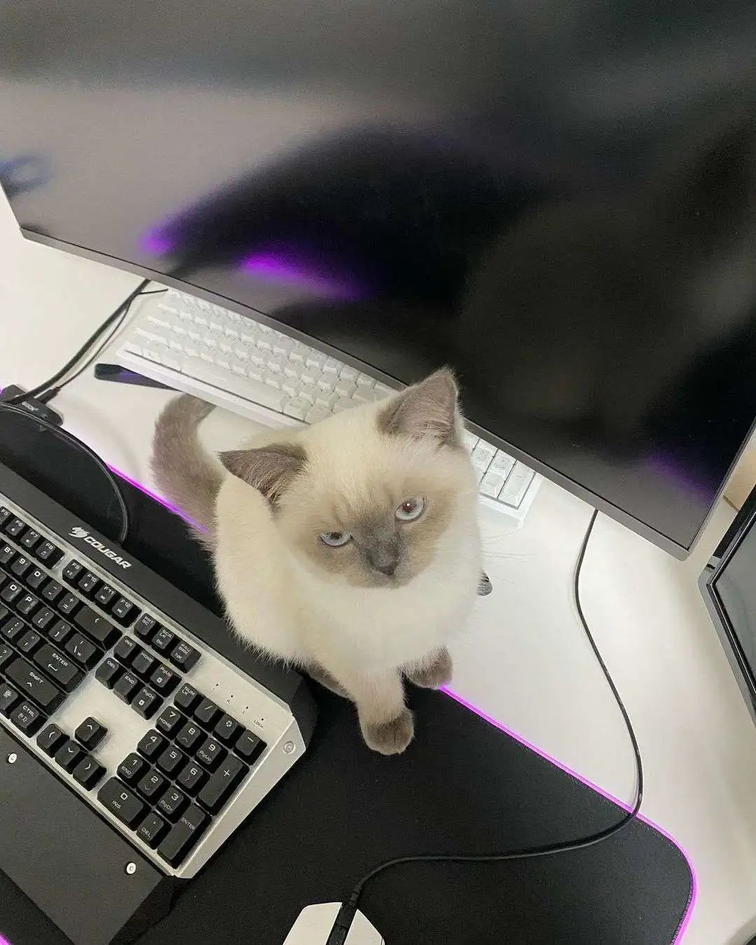 煤老板爆红完整版,煤老板ins