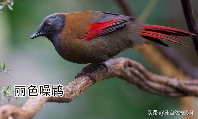 画眉品种有哪些,画眉科的鸟类大全