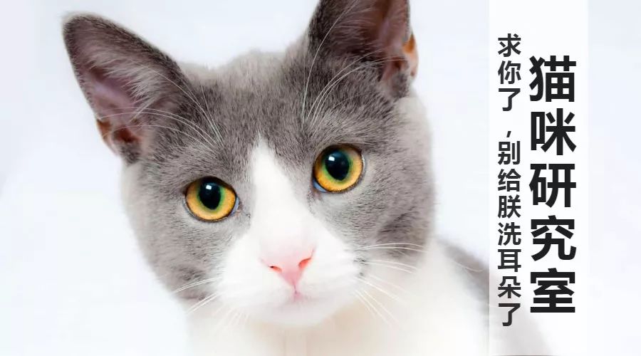 怎么给猫清洁耳朵耳螨,猫耳朵很脏洗一次洗不干净怎么办