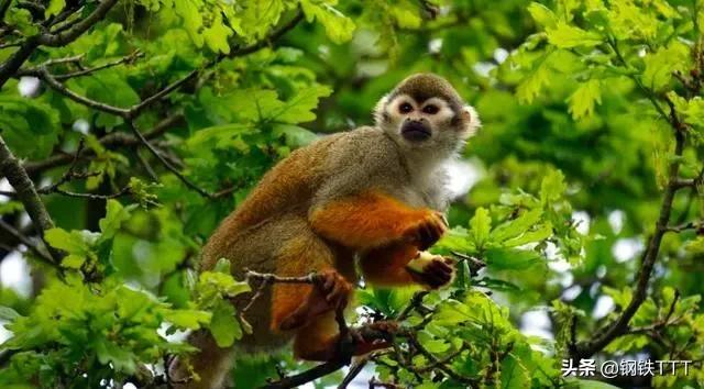 为什么哺乳动物是卵生,为什么哺乳动物都是4肢