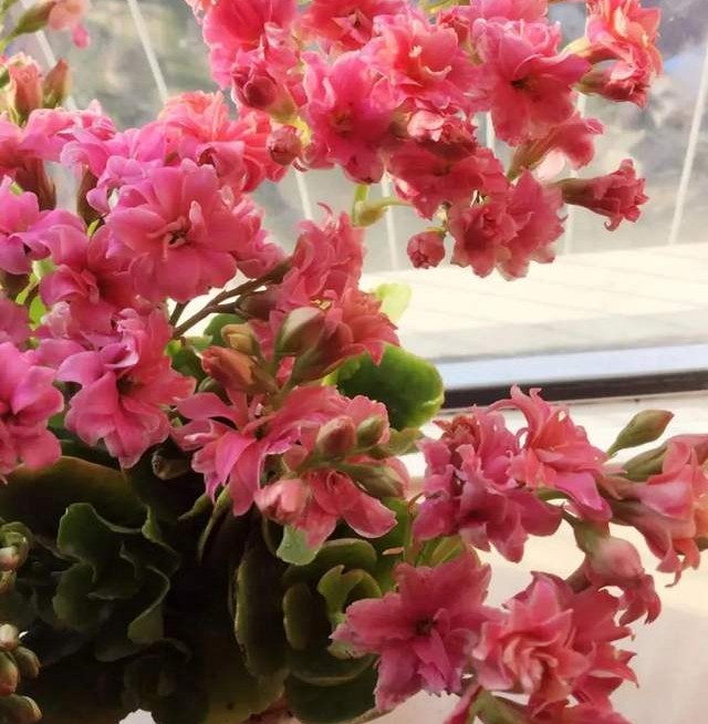 单瓣长寿花品种大全图,长寿花单瓣最好看的品种