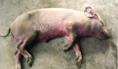 猪身发紫怎么治,猪全身发紫是什么病