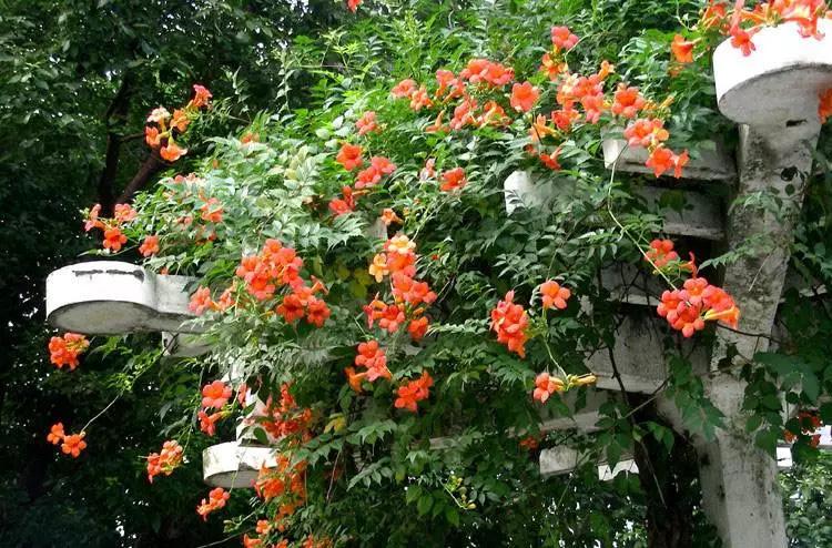 适合阳台养的四季开花有花香的花,花期长耐热耐寒又好养的花卉