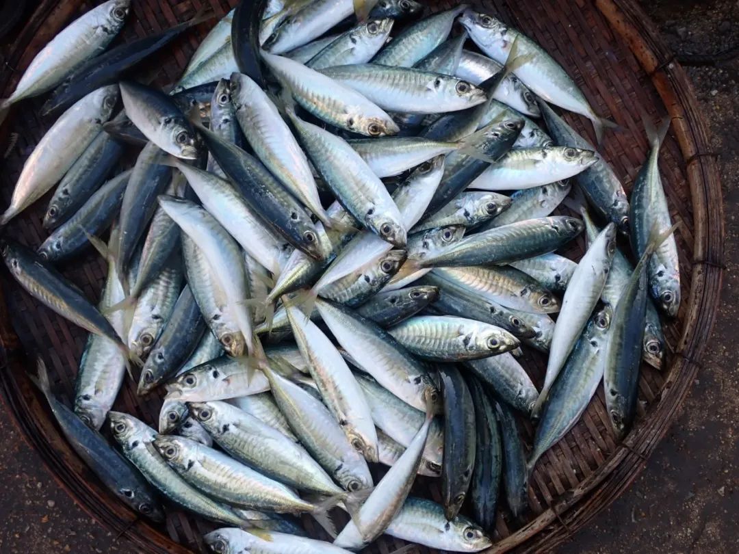 开海季都有什么海鲜,开海了这些生猛海鲜