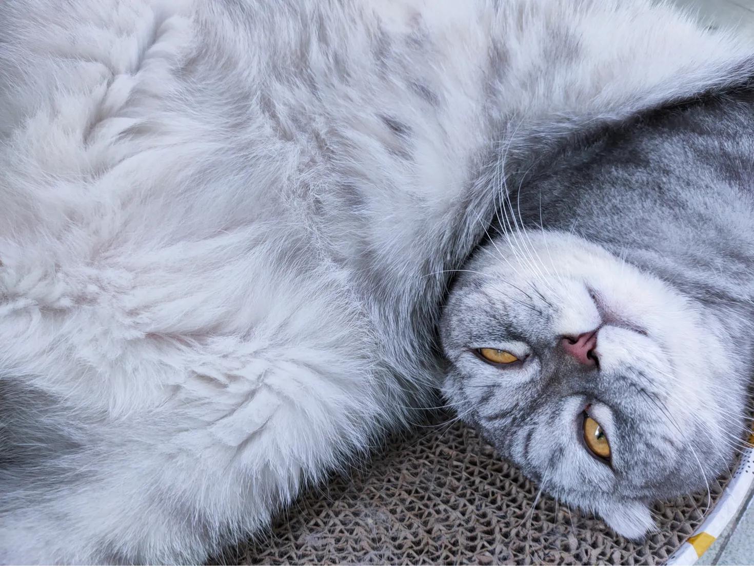 闲鱼领养了折耳母蓝猫,在闲鱼上领养猫咪是真的吗