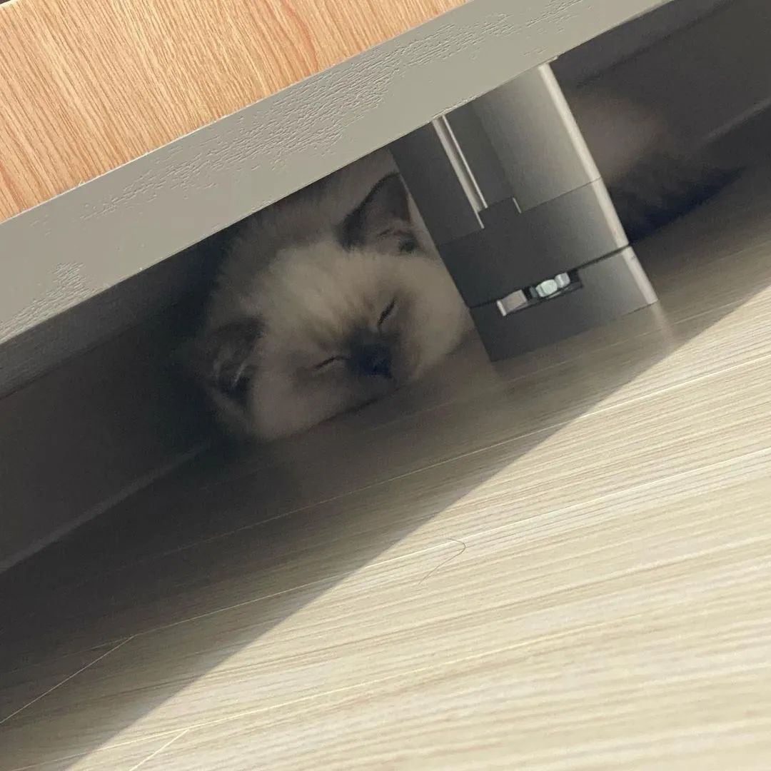 煤老板爆红完整版,煤老板ins