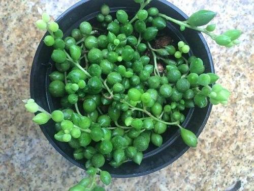 珍珠吊兰叶养殖方法和注意事项,珍珠吊兰冬天用好看的佛珠浇水吗