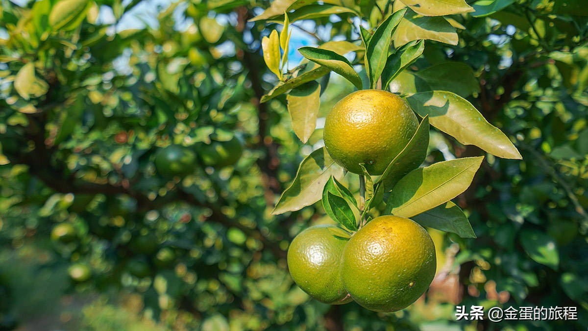 不出上海有哪些地方旅游,不出上海玩的景点排行榜