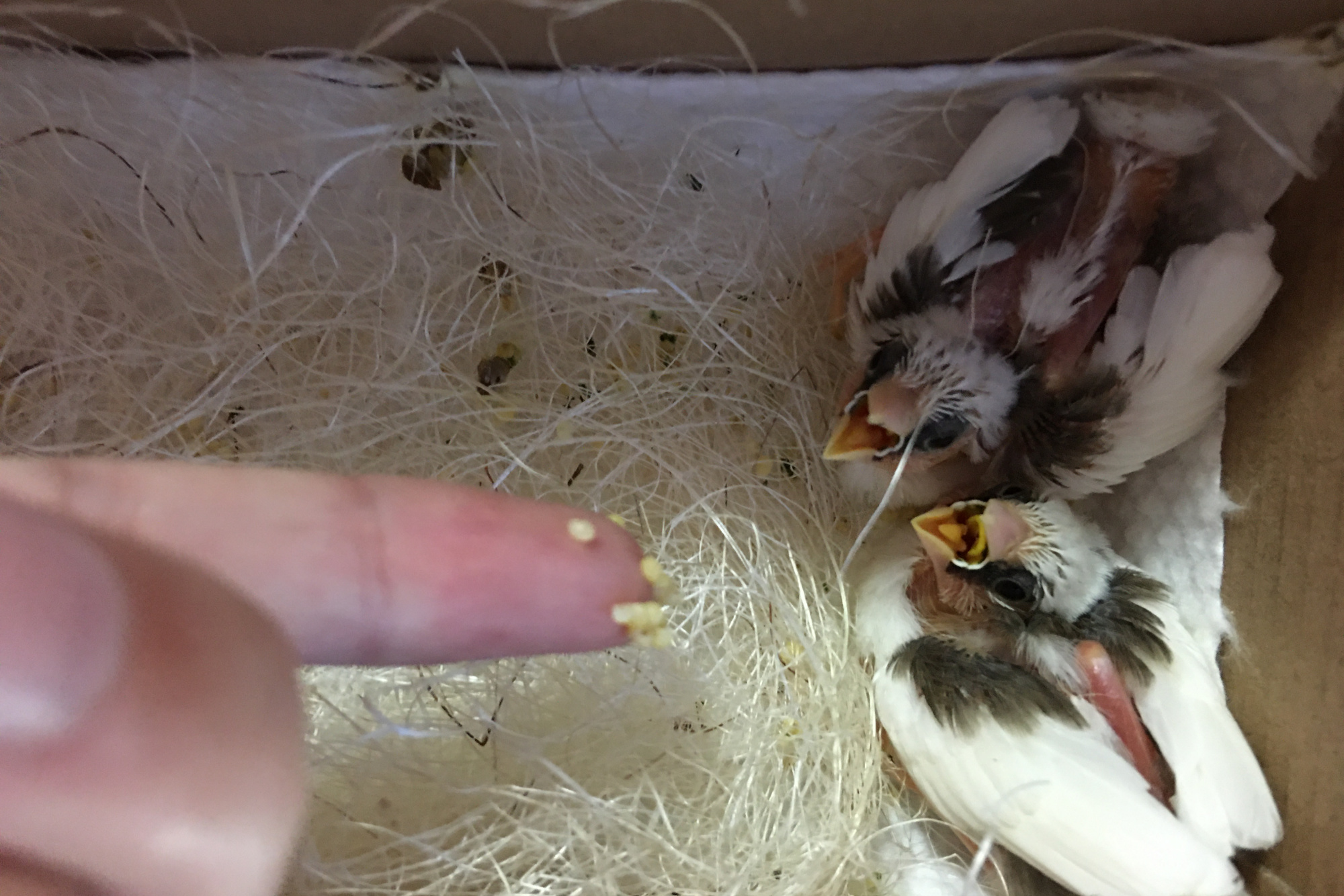 雏鸟不主动索食,不会张嘴的雏鸟怎么喂食