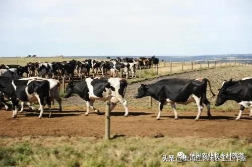 旅居生活新西兰,旅居在新西兰