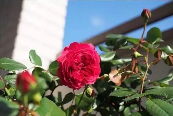 每天学习一点点花卉,100种常见玫瑰品种