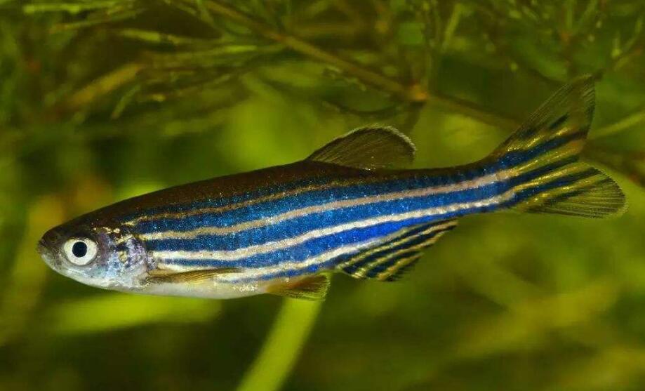 最适合新手养的小型淡水热带鱼,十大适合新手养的中大型热带鱼