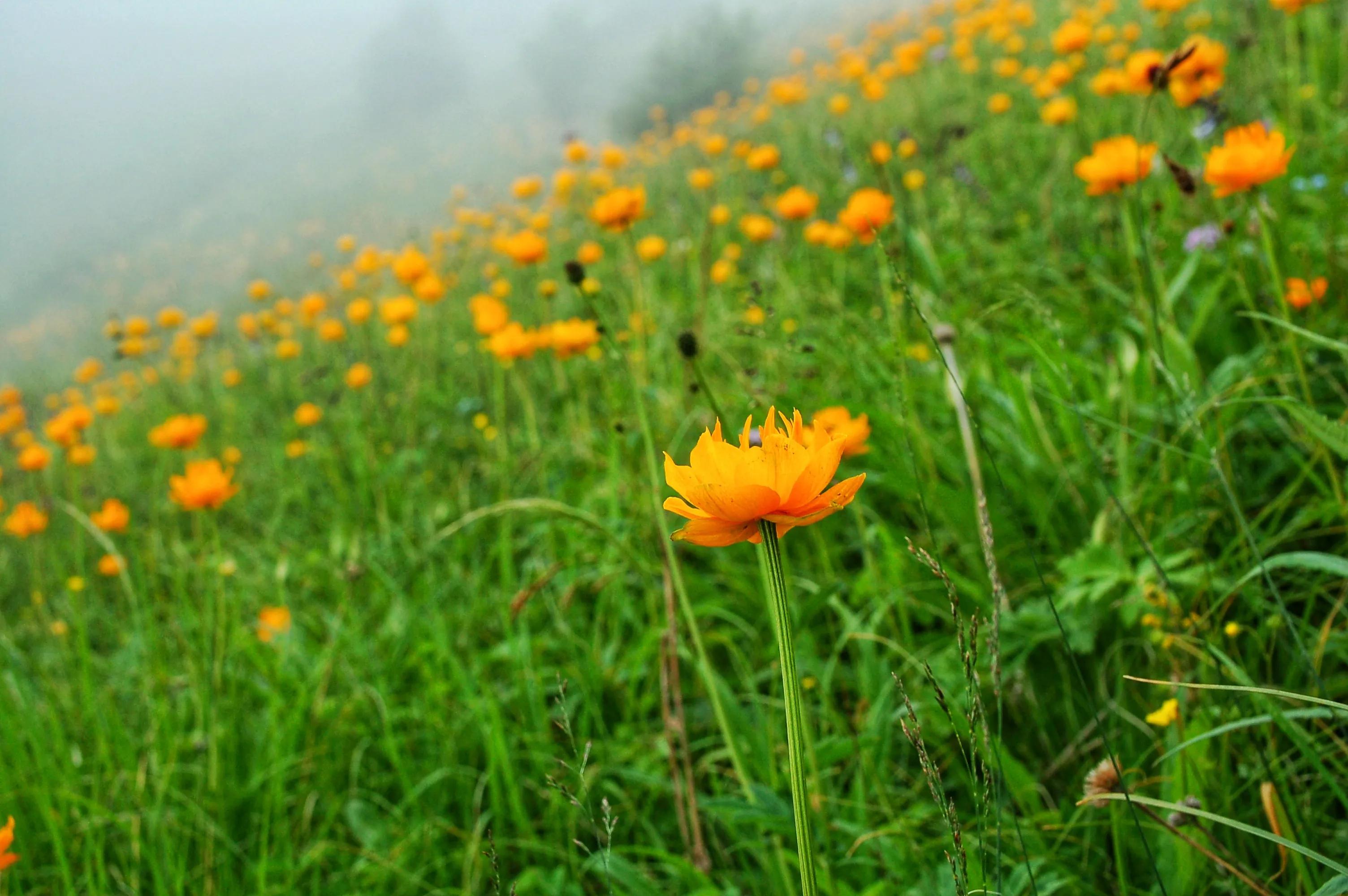 河北最高的小五台山晴空万里,河北的最高山峰小五台山海拔多少