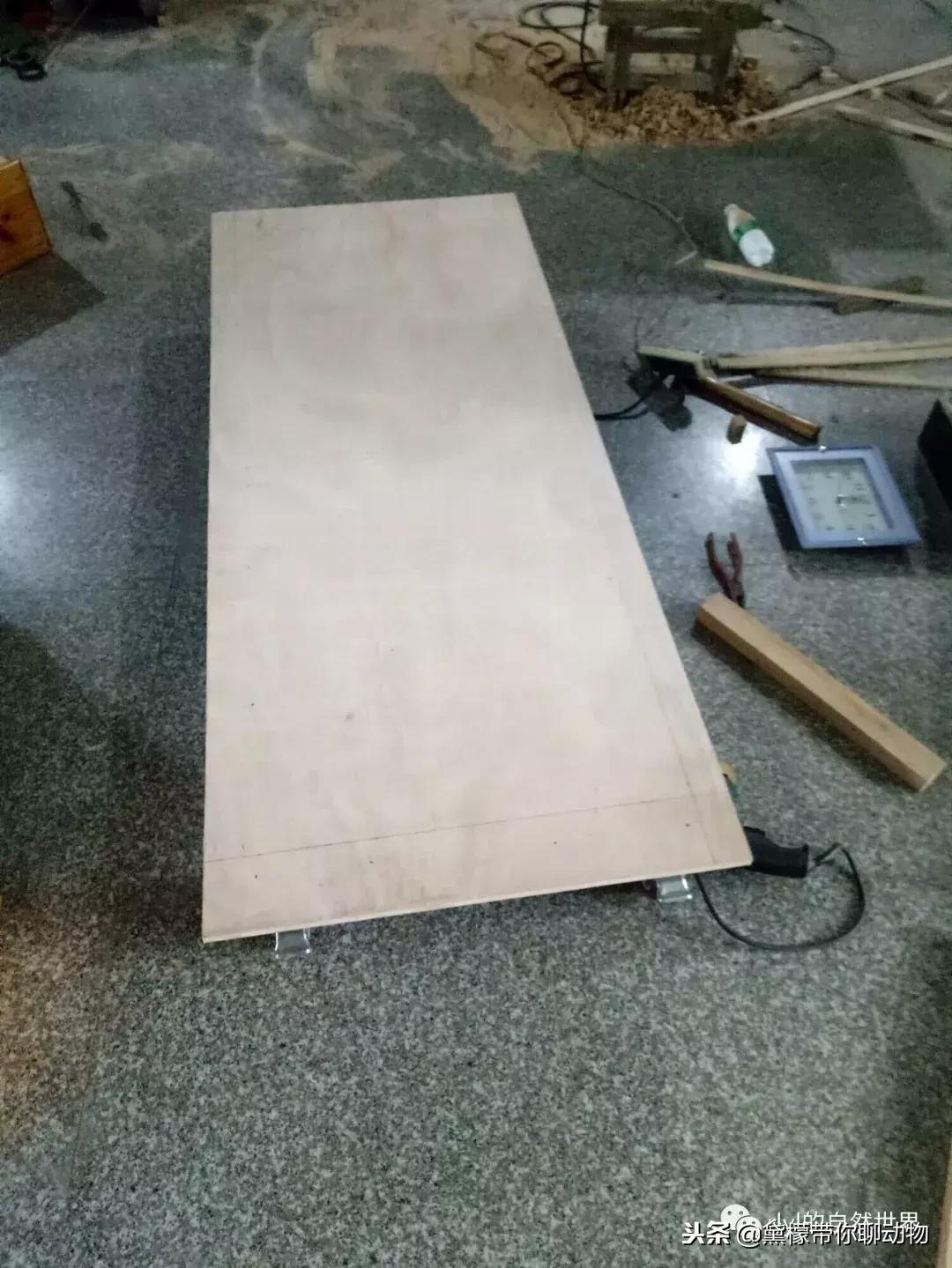 丛林造景黄缘龟池设计图大全,龟宝宝黄缘龟生态缸造景教程