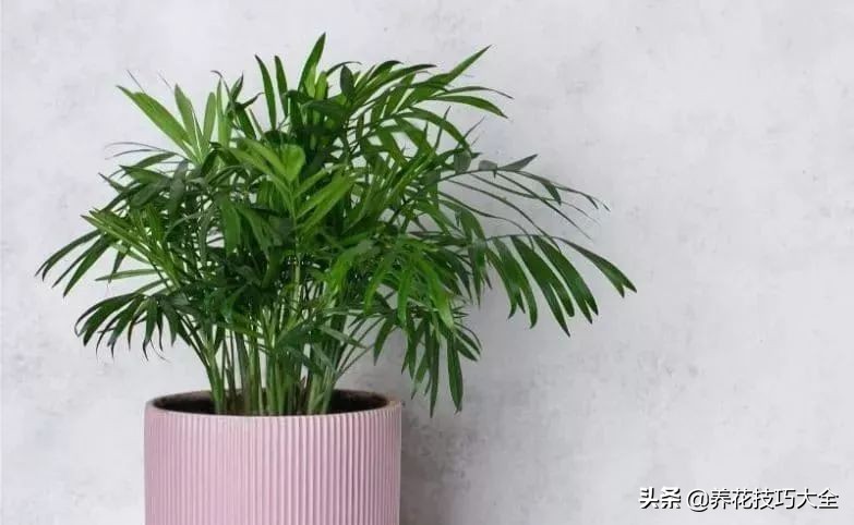 盆栽袖珍椰子发黄怎么办,袖珍椰子叶子发黄可以扯掉吗