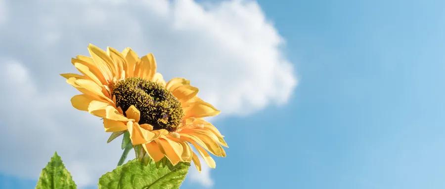 焦虑抑郁正念疗法管用吗,减轻抑郁情绪的心理治疗方法