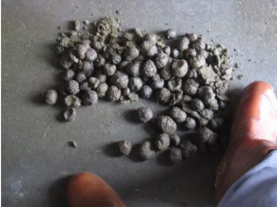 母猪便秘严重打什么药,母猪便秘怎么办