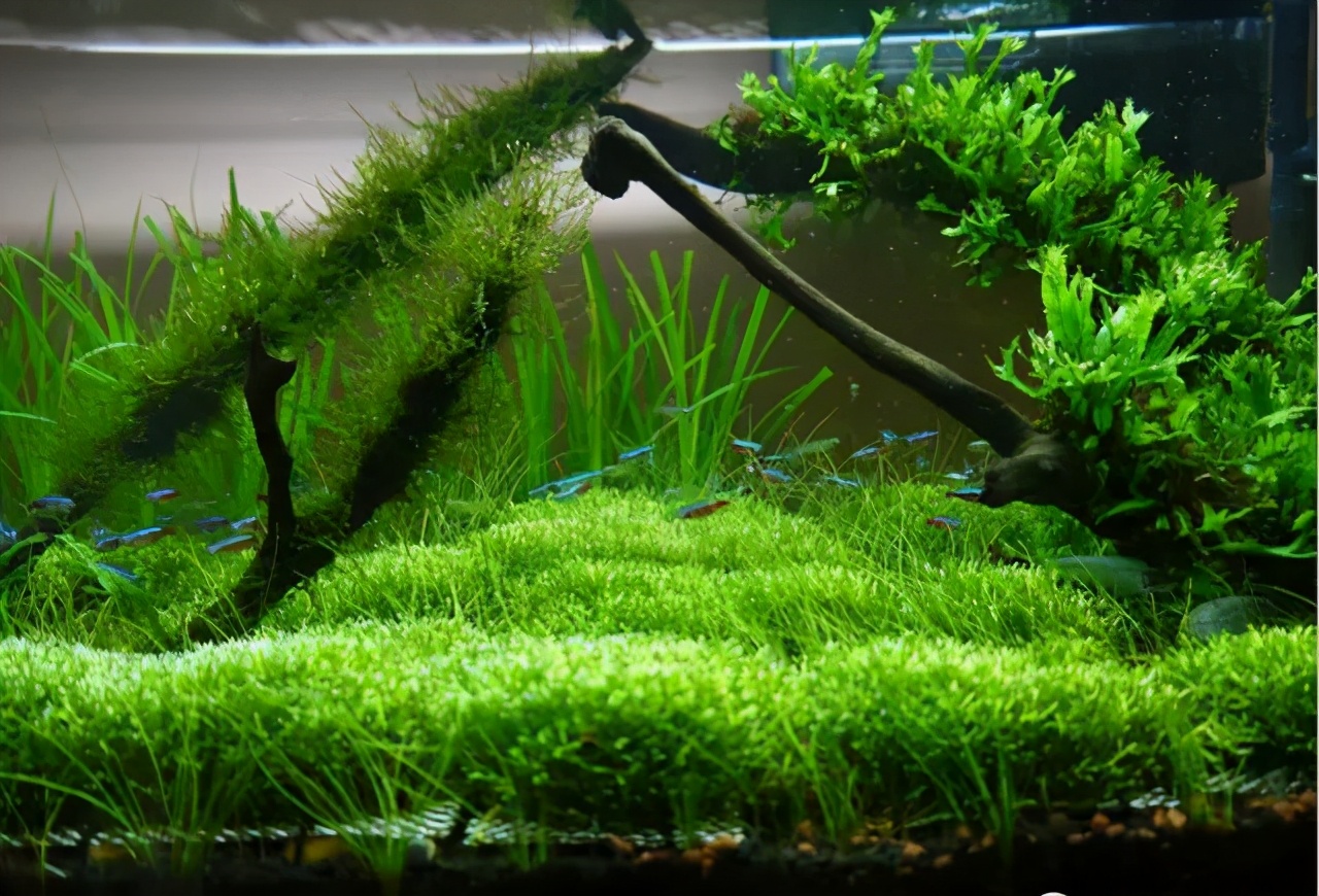 水草缸打氧会爆水藻吗,水草缸上有黄藻怎么办