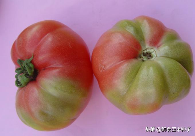 夏季蔬菜栽培高温的预防措施,各种茄果类蔬菜适宜的生长温度