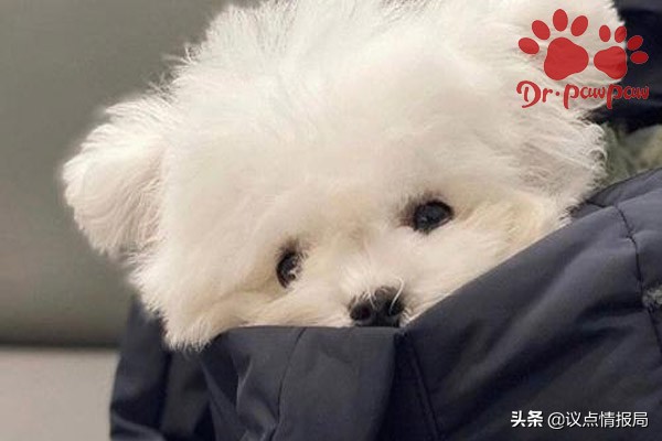 靠谱的泰迪犬训练学校训泰迪,靠谱的泰迪犬训练的方法